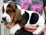 Betty Basset Hound Puppies